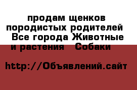 продам щенков породистых родителей - Все города Животные и растения » Собаки   